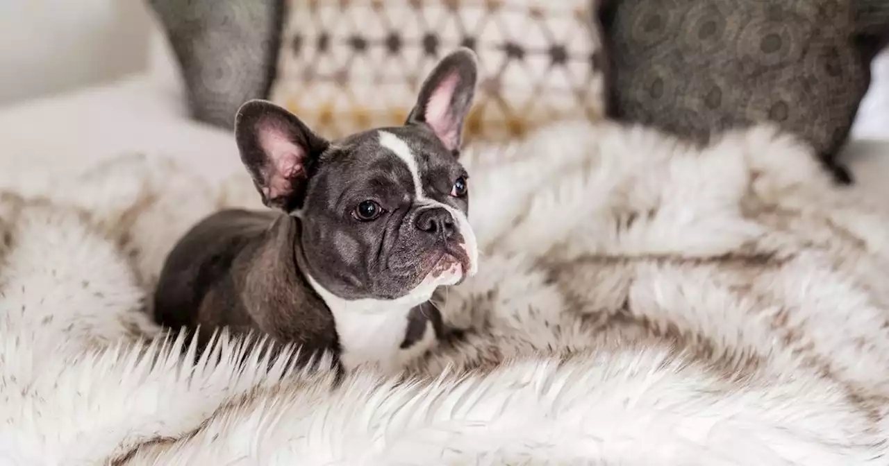 The Very Best (and Nicest Looking) Pet-Friendly Throw Blankets