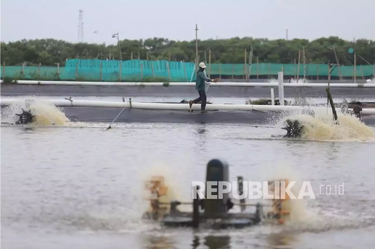 KKP Target Produksi Udang 2 Juta Ton, Sejumlah Kendala Masih Menghantui |Republika Online