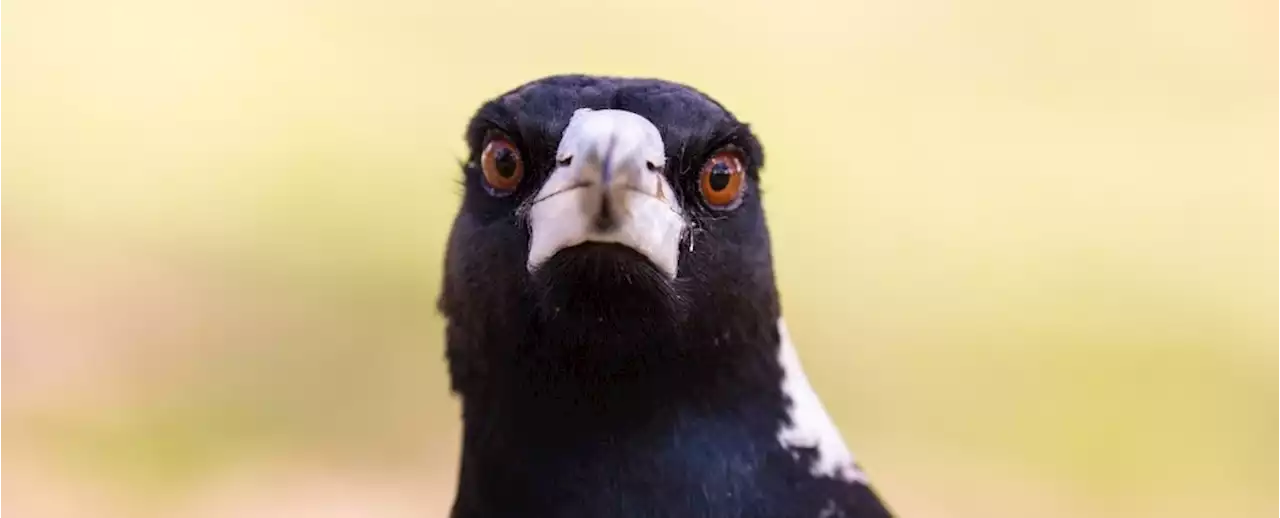 Scientists Attached Tracking Devices to Magpies. But Nobody Asked The Magpies