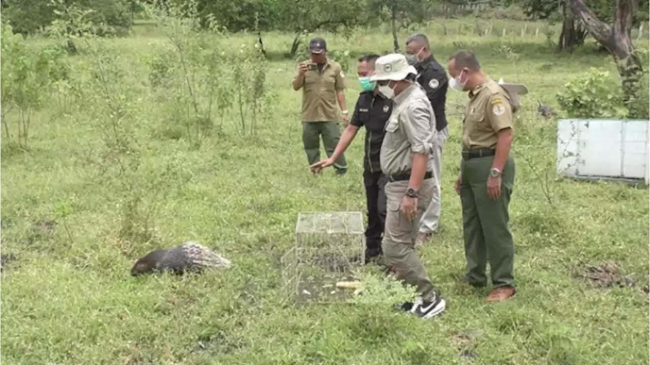 Enam Satwa Langka Dilepasliarkan di Taman Nasional Baluran