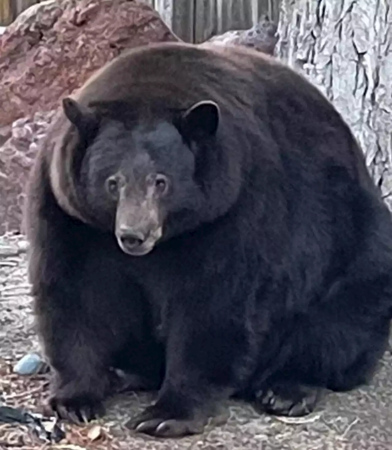 Hank the Tank: A massive bear has broken into dozens of homes near Lake Tahoe