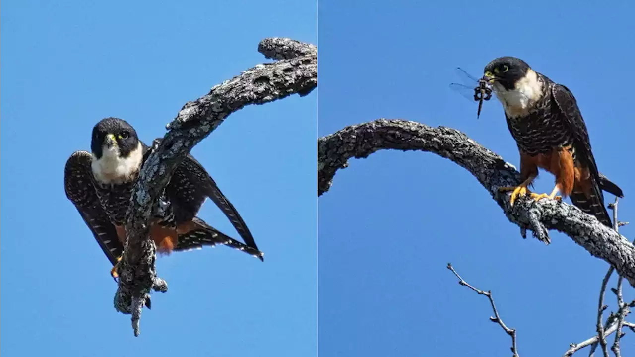 Bat falcon spotted in US for first time