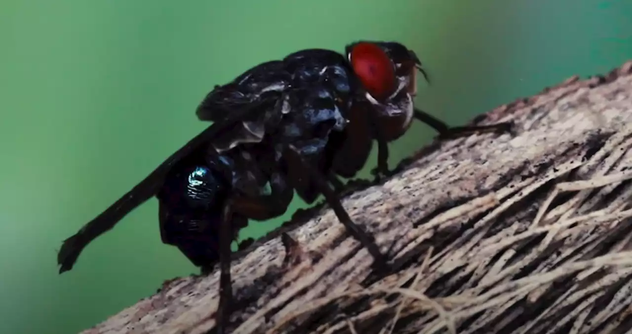 Doctors remove three live botflies from eye of American woman in Delhi hospital