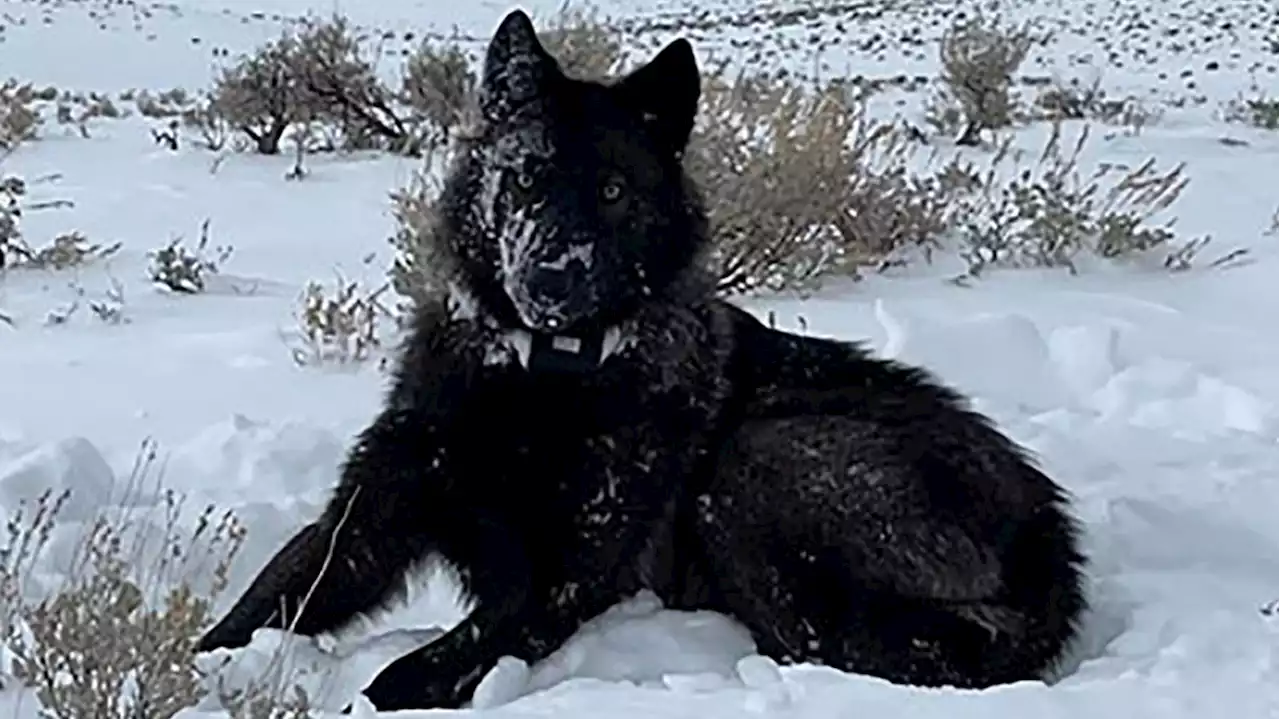 Gray Wolf Pup In Colorado Named 'Akawe' Following Animal Sanctuary Vote