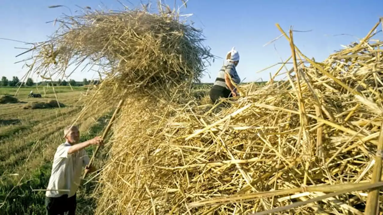 How a Russian invasion of Ukraine, the 'breadbasket of Europe,' could hit supply chains