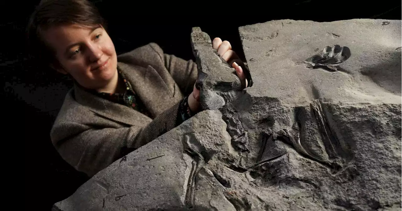 'Superbly preserved' pterosaur fossil found in Scotland