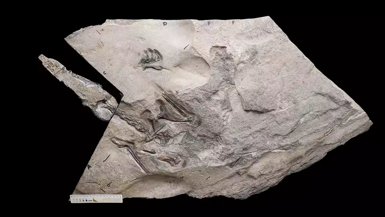 'Superbly preserved' pterosaur fossil discovered in Scotland