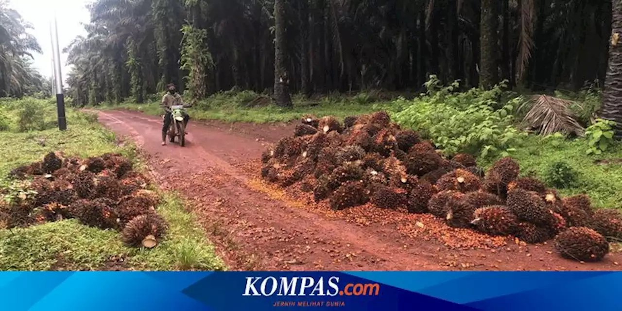 Curi Sawit di Kebun Perusahaan, Mantan Anggota DPRD Tanah Laut Kalsel Ditangkap