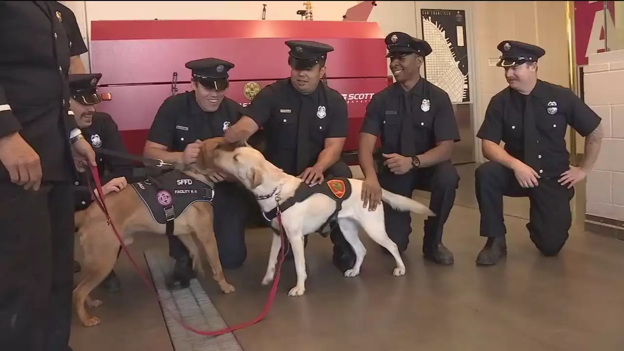 San Francisco firehouse welcomes specially-trained therapy