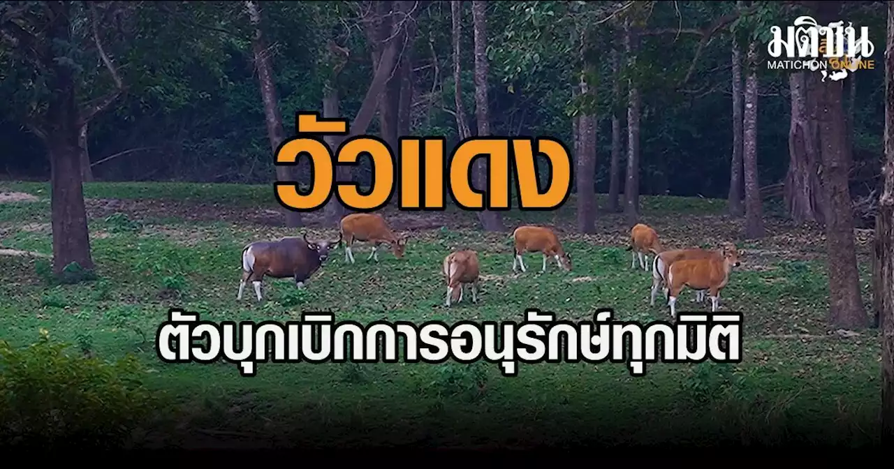 รายการสิงสา ตอน วัวแดงตัวบุกเบิกการอนุรักษ์สัตว์ป่าทุกมิติ(ชมคลิป)