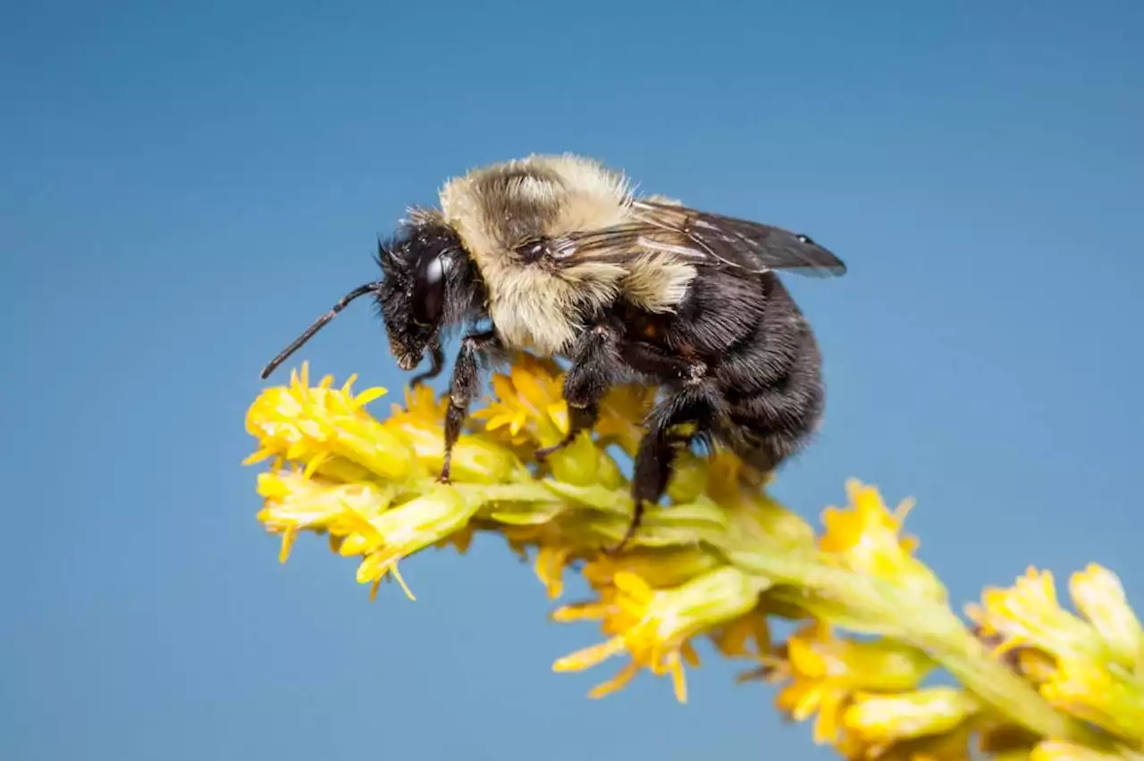 Antibiotic used on crops might make it harder for bumblebees to forage