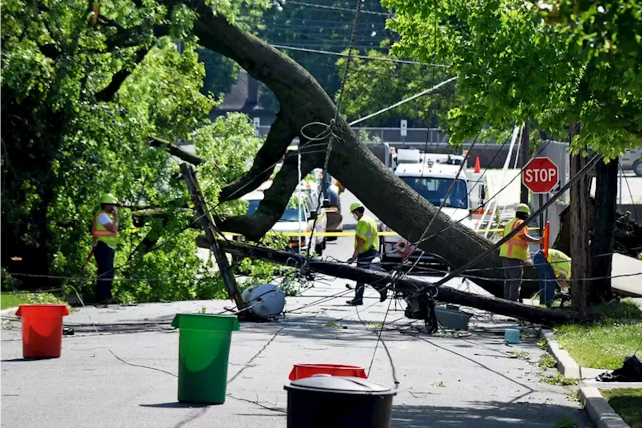 Who's responsible for this tree? Philly tree rules, and what to do when a tree is a problem