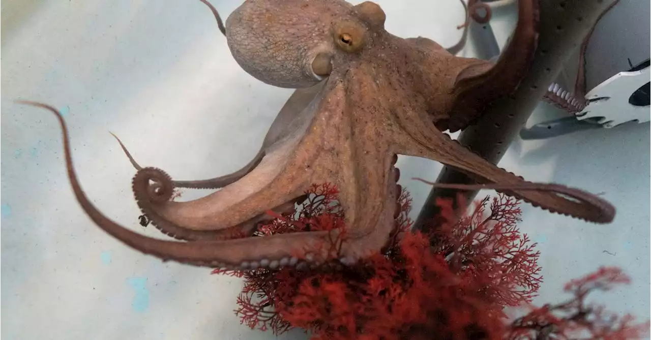 World's first octopus farm stirs ethical debate