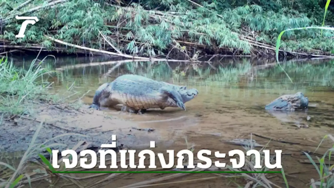 พบจระเข้น้ำจืดสายพันธุ์ไทยตัวเต็มวัย นอนผึ่งแดดสบายใจที่แก่งกระจาน