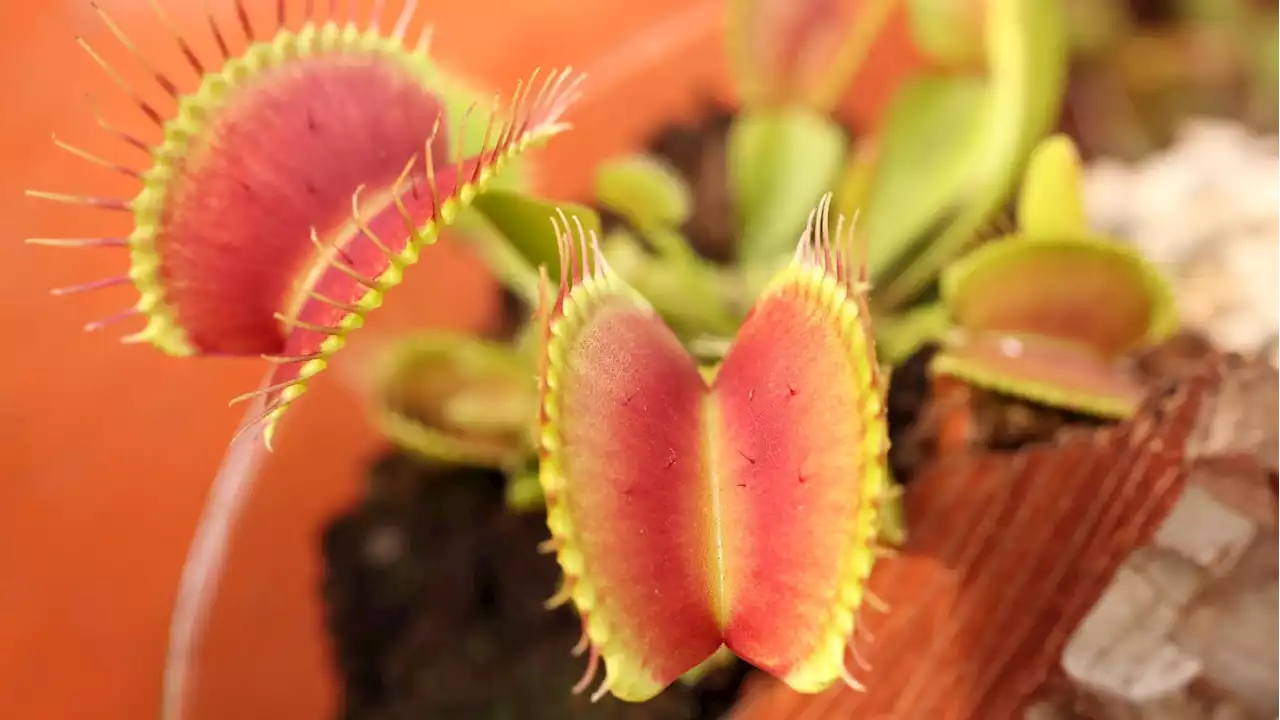 This Venus Flytrap Could Revolutionize Brain Implants