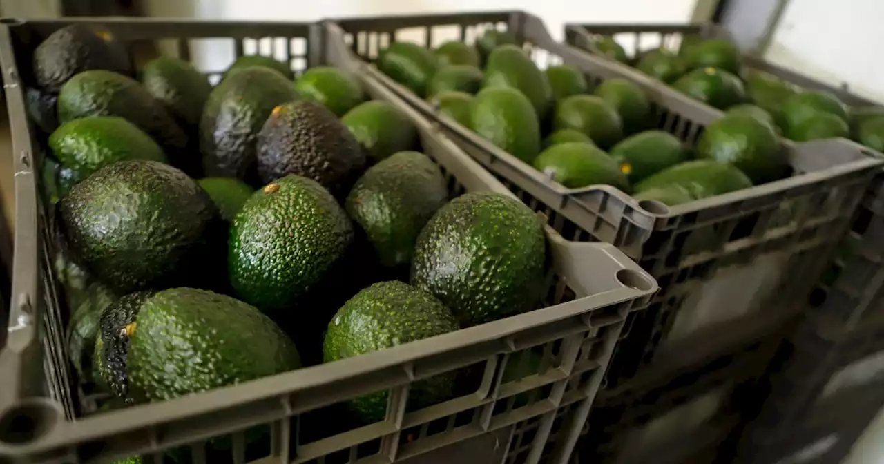 Guac on! US resumes avocado imports from Mexico