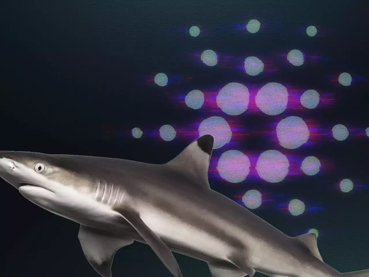 Cardano Shark Addresses Accumulate Nearly Half of Total Supply, Add 6% in Last 5 Weeks: Details