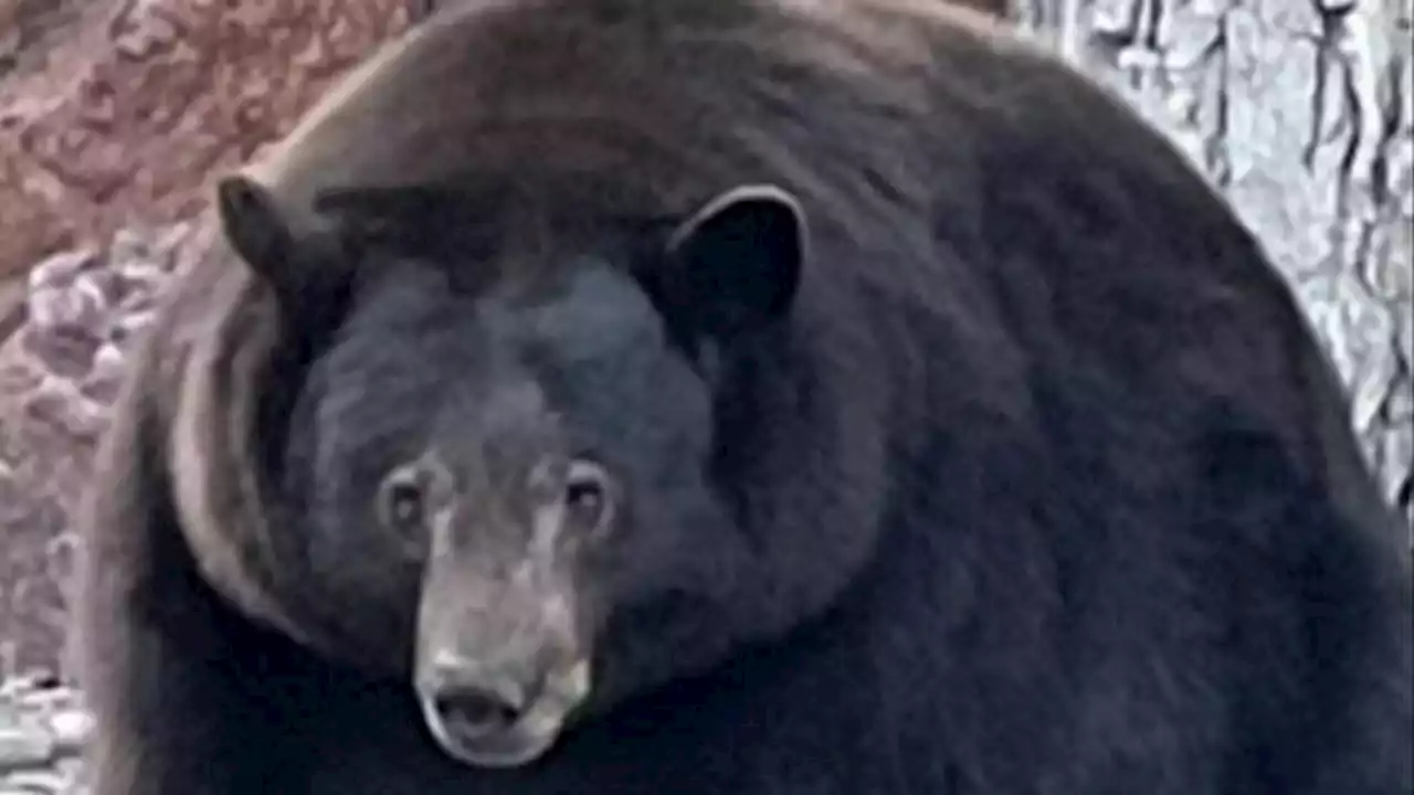 Police 'inundated' with calls about 500-pound bear 'Hank the Tank'