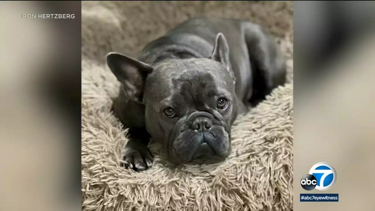 French bulldog stolen from home in Woodland Hills, cash reward offered for safe return