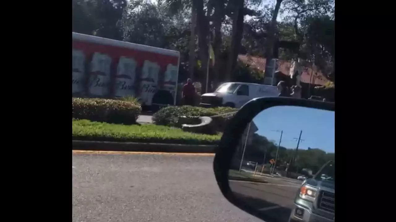 🐊 VIDEO: Reptile escapes St. Augustine Alligator Farm’s van, makes dash down road