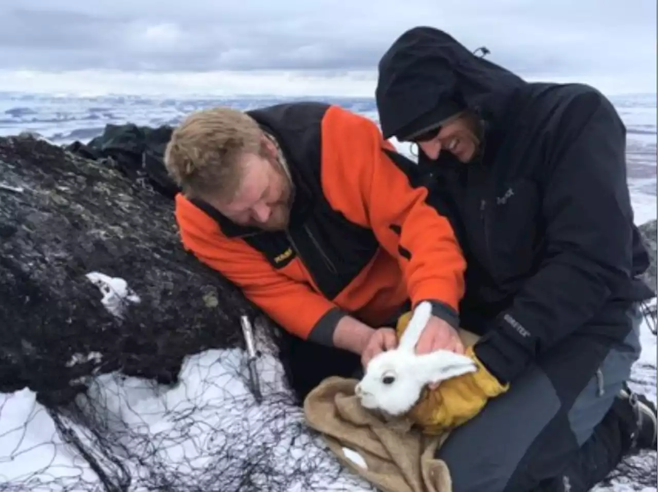 Western Alaska’s dwindling jackrabbit population is being surveyed for the first time - Alaska Public Media