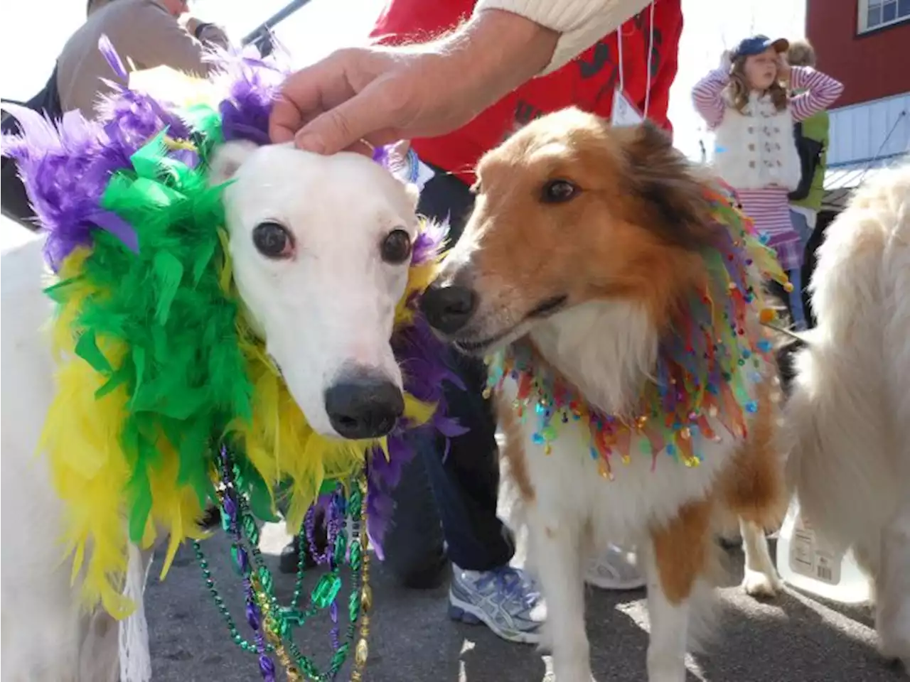 McKinney’s popular dog parade returns after COVID hiatus