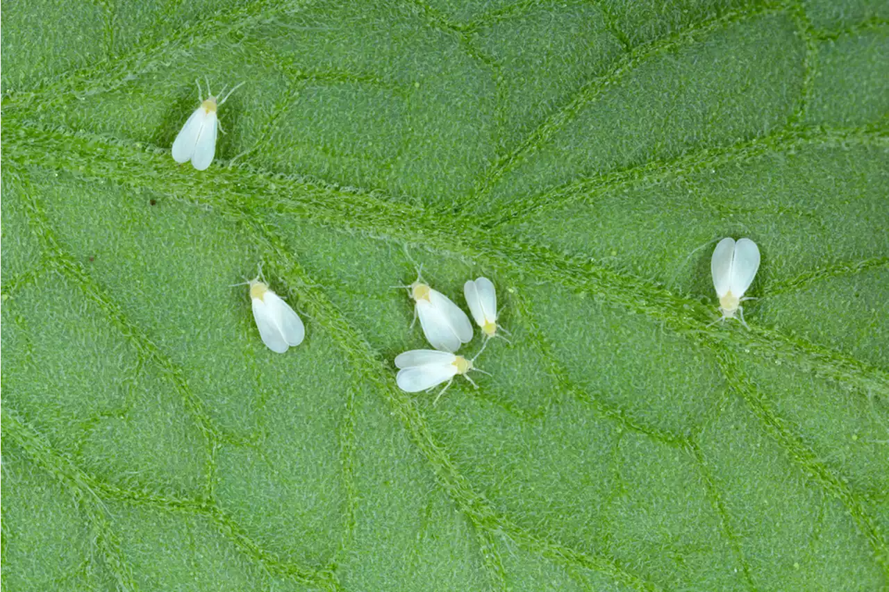 This Insect Stole a Protective Gene from Ancient Plants