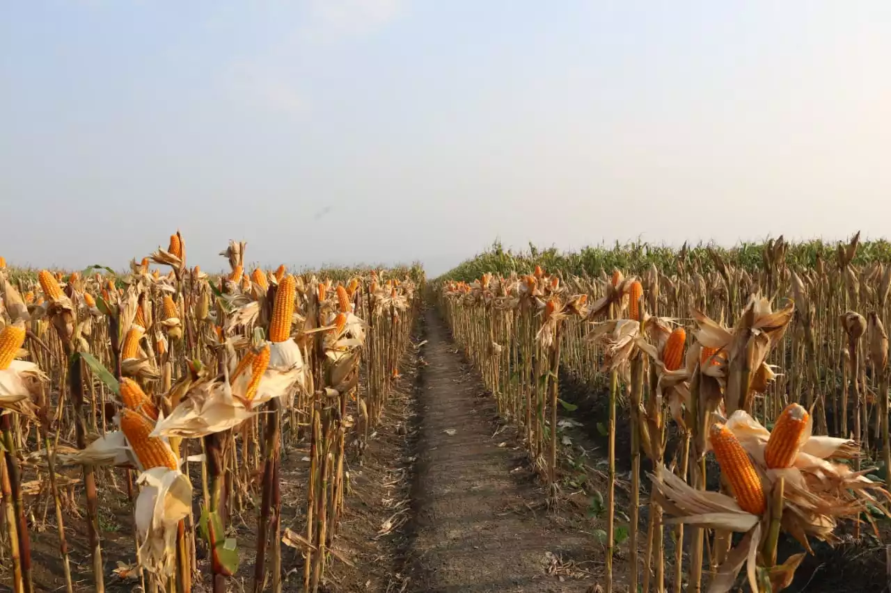 Produksi Jagung Sumut 2022 Diproyeksikan 1,6 Juta Ton, Hampir Penuhi Kebutuhan