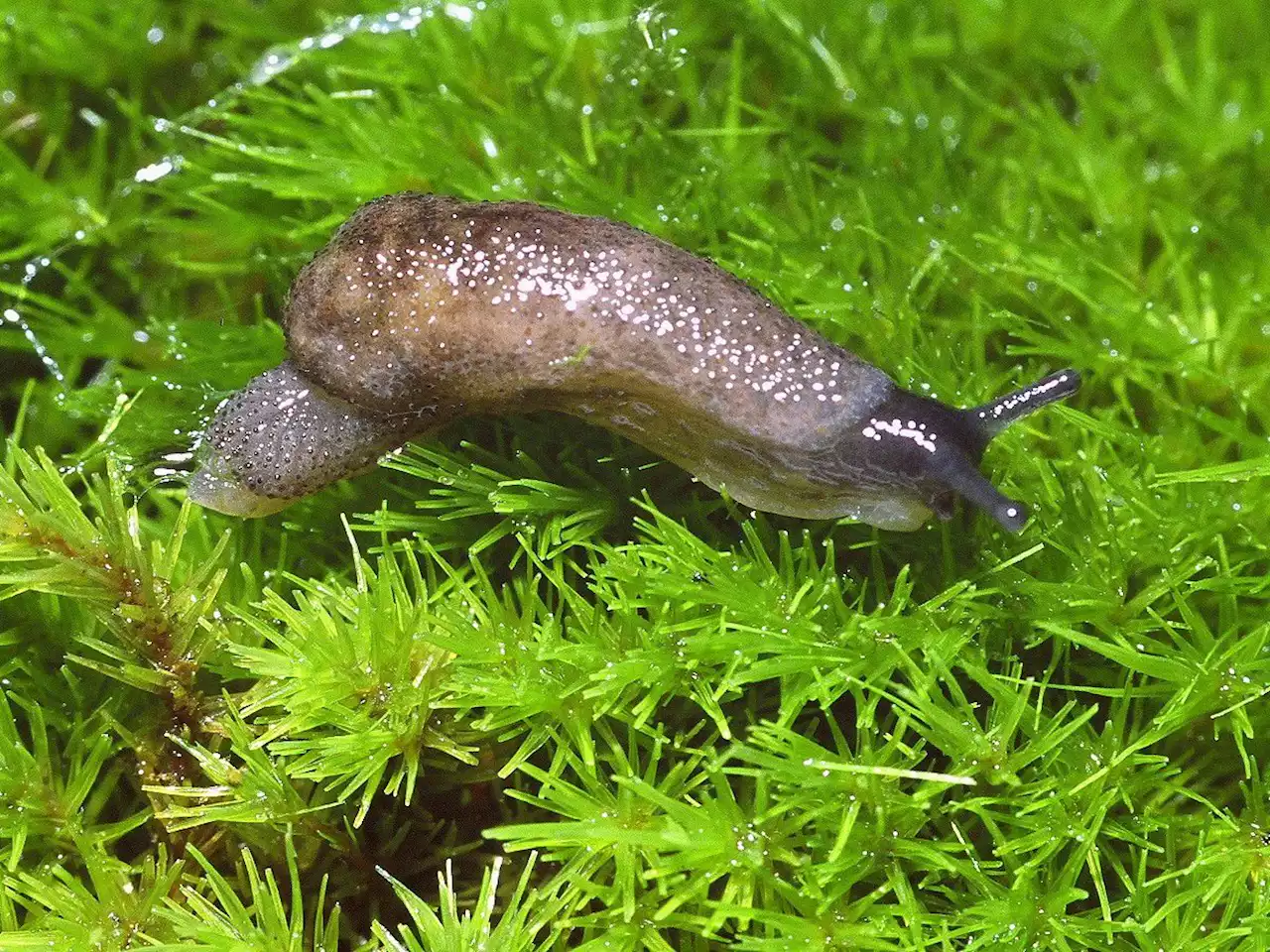 In B.C.'s Haida Gwaii, saving the slugs means clearing the deer