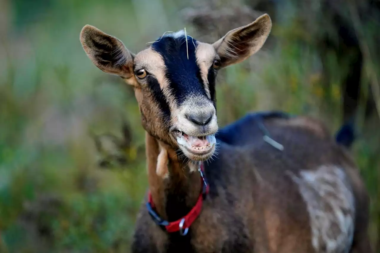 Goat helps Virginia police chase, capture suspect