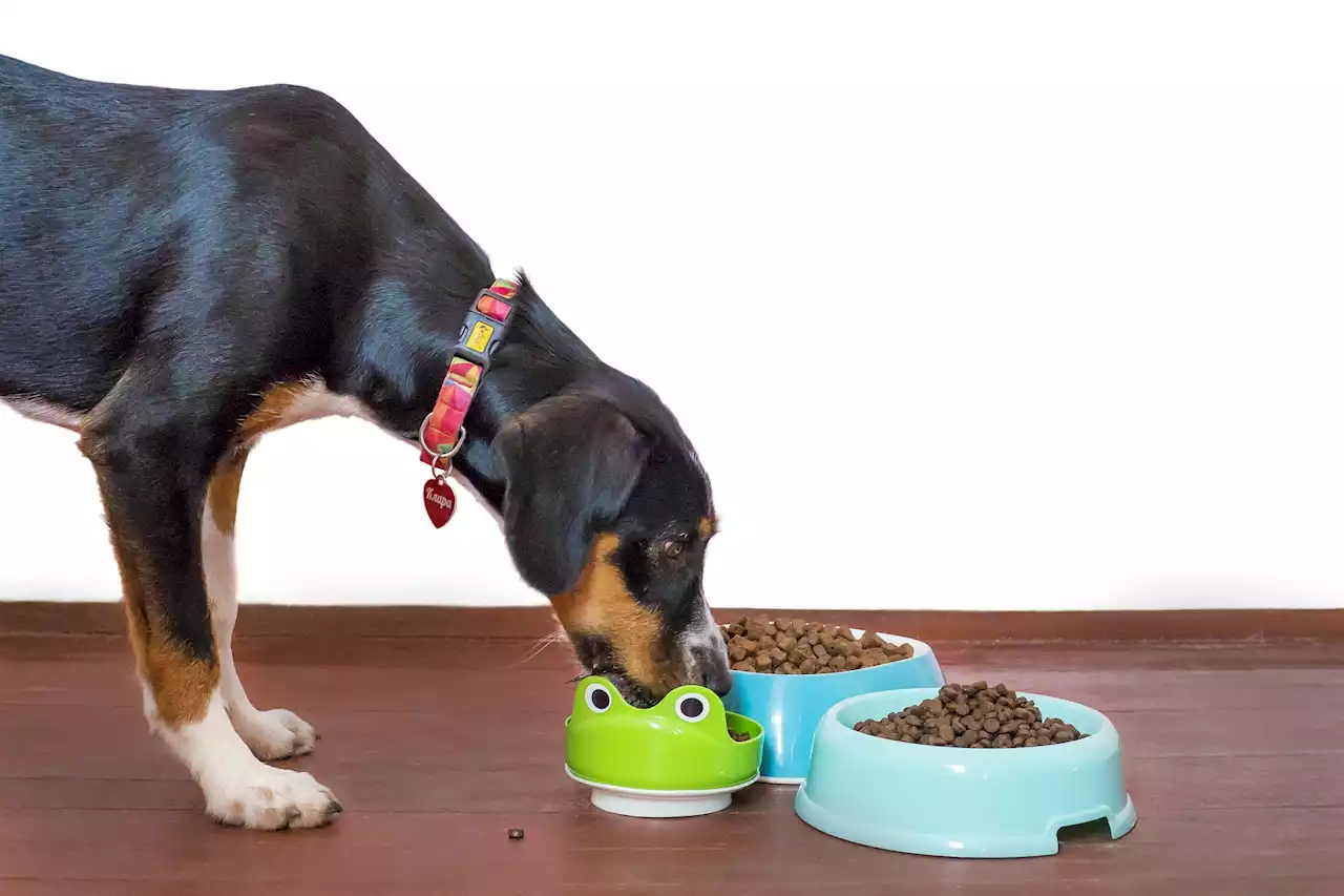 The best dog food delivery services of 2022