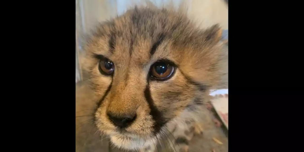 'Say hello to our newly named cheetah cubs: 3D, Kushoma, Zura, Kuba and Kuki!'