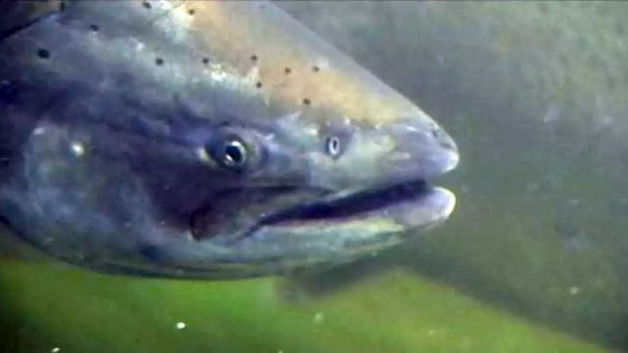 Washington announces unprecedented full closure of coastal steelhead fishing