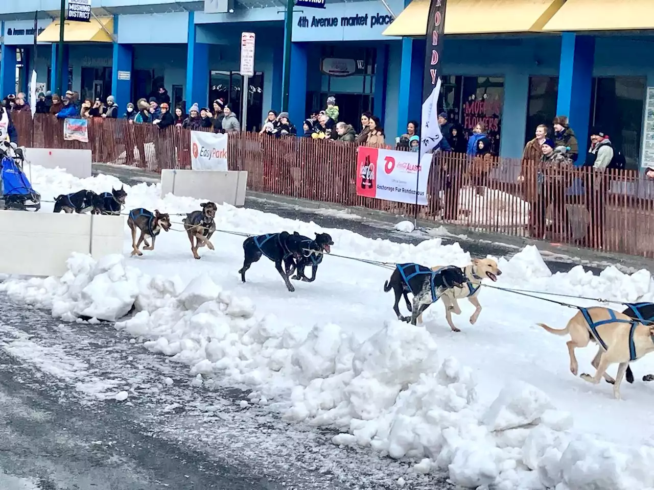 Anchorage sees return of Fur Rondy sled dog races after COVID hiatus - Alaska Public Media