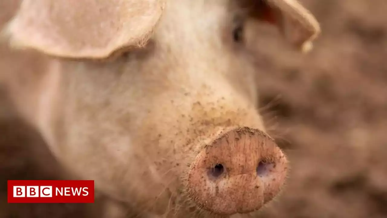 Pig industry facing 'biggest crisis' for 25 years, says Norfolk farmer