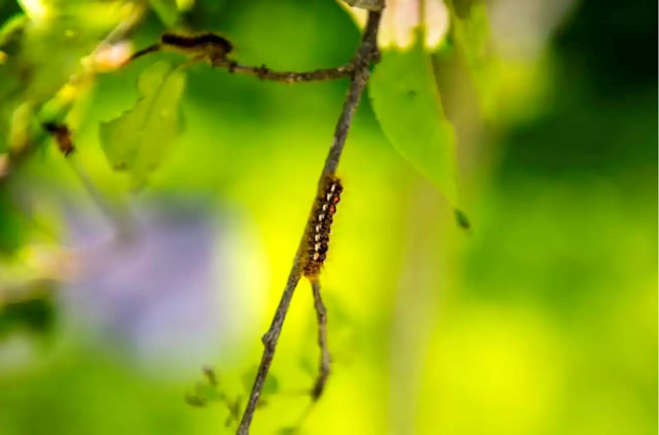 Rash-causing moth spreading due to warming, scientists find