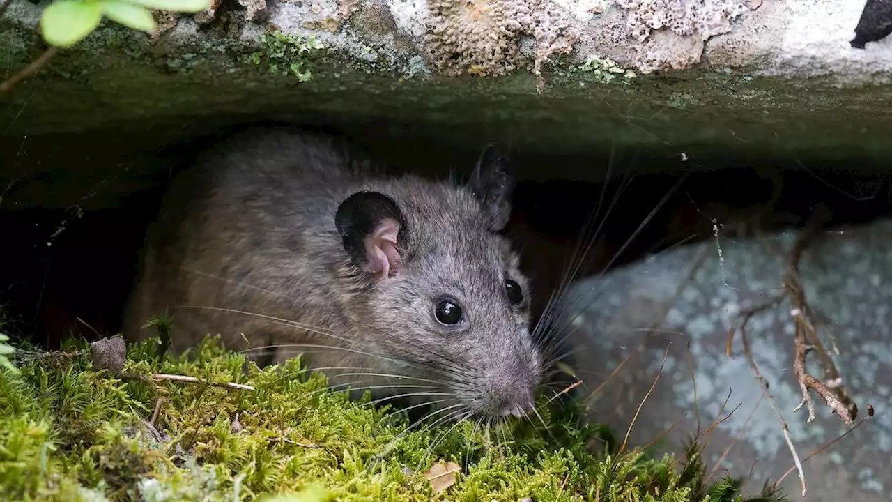 Appalachia's wild rat is mysteriously disappearing—but the pandemic offered hope