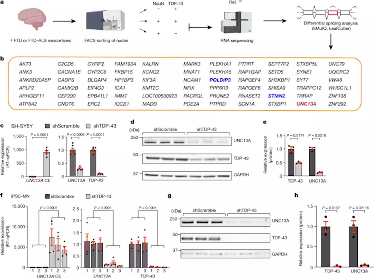 TDP-43 represses cryptic exon inclusion in the FTD–ALS gene UNC13A - Nature