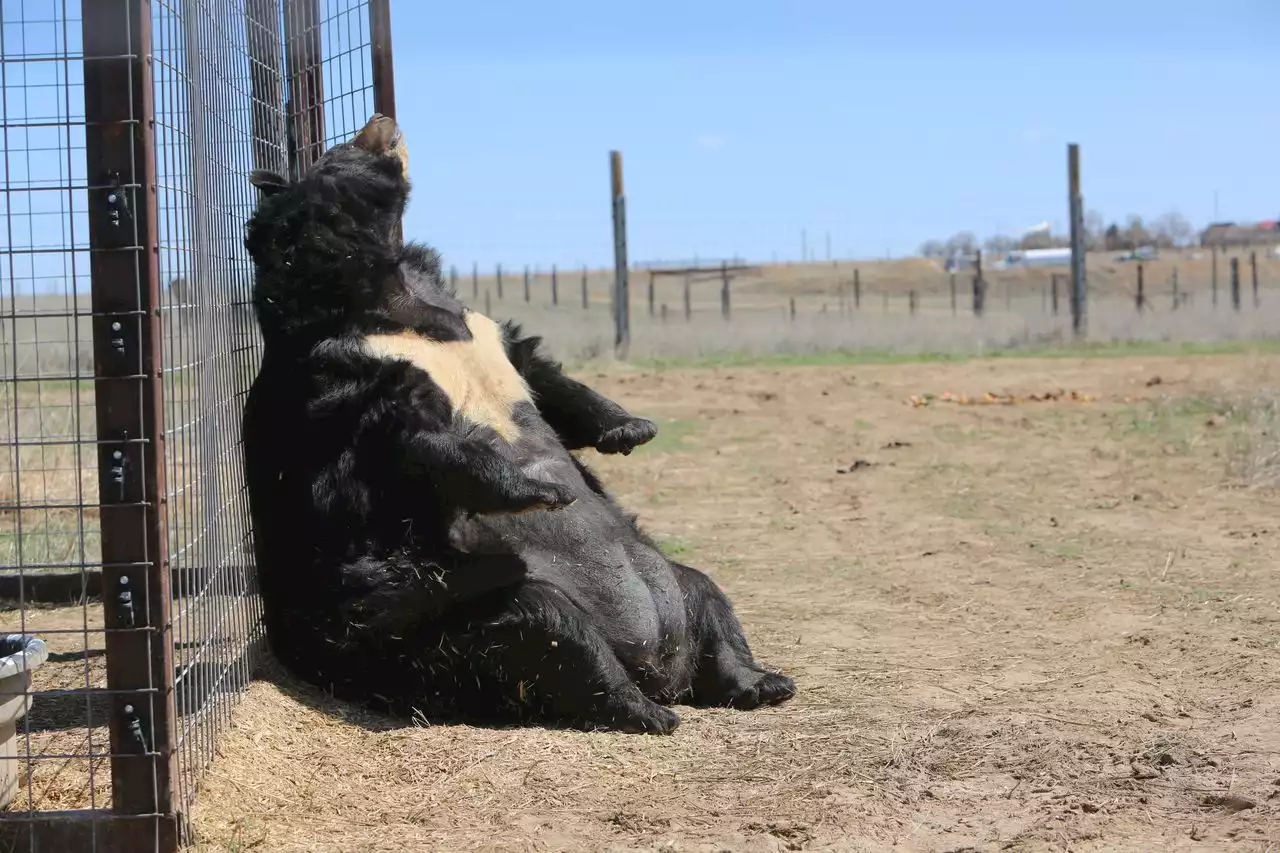 Former Union County bear, Dillan, makes new ‘friends’ in Colorado