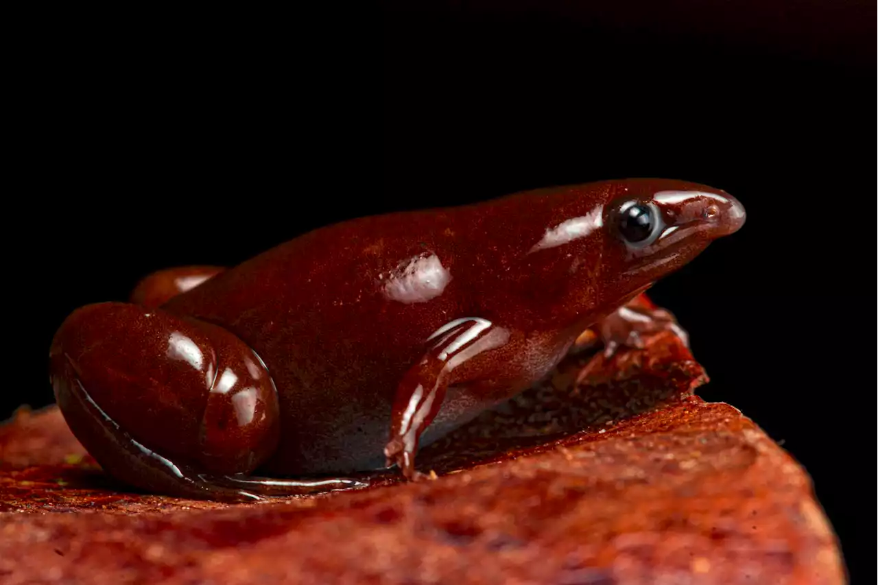 Behold, the tapir frog's magnificent snout