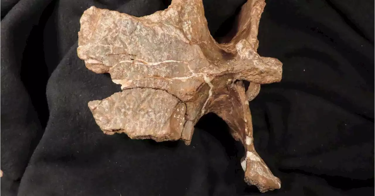 Fossil of dinosaur with hard head and tiny arms found in Argentina