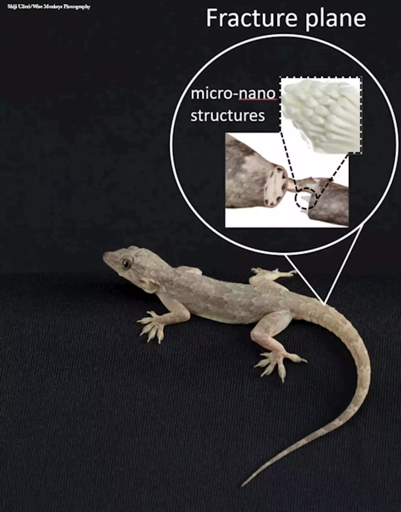 Biomimetic fracture model of lizard tail autotomy