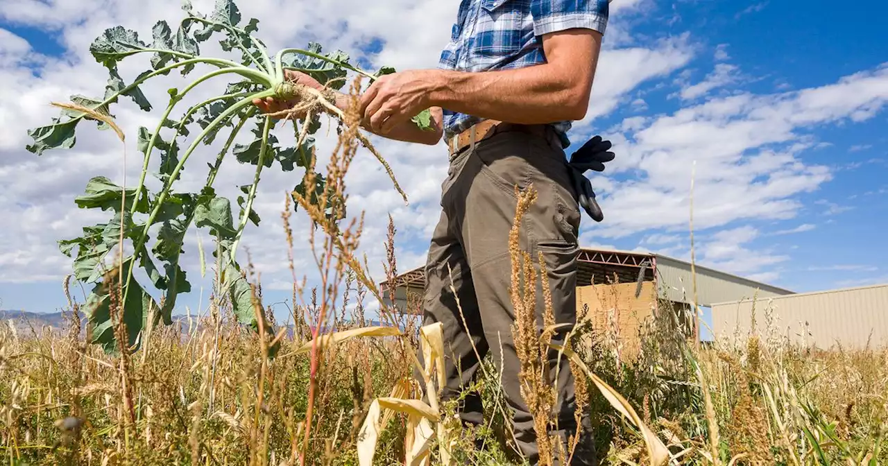 Reinvent Utah farms to save our soil and Great Salt Lake?