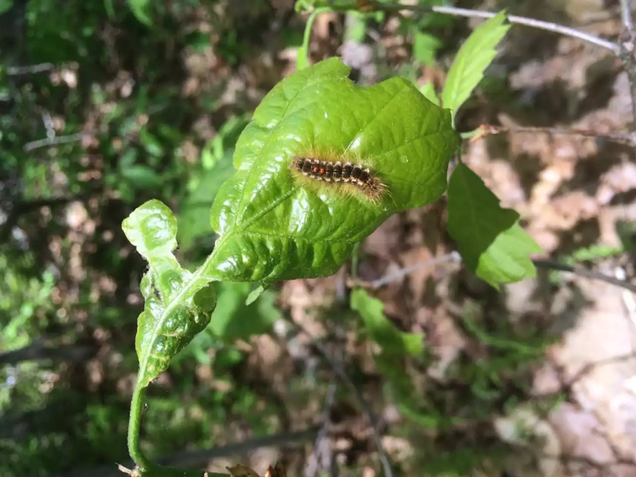 Rash-causing moth spreading due to warming, scientists find