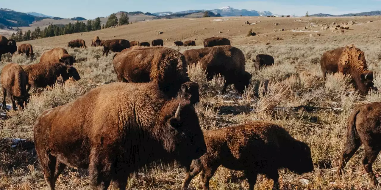 Yellowstone, America’s First National Park, Turns 150