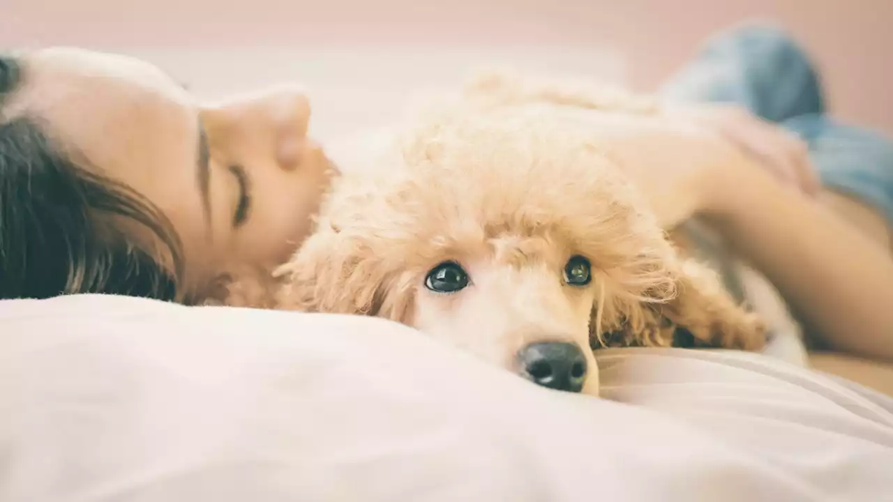 Pets can boost your brain power, study says