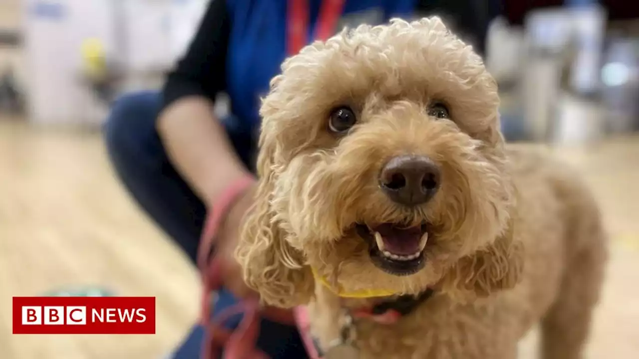 Therapy dogs comfort children during Covid jabs