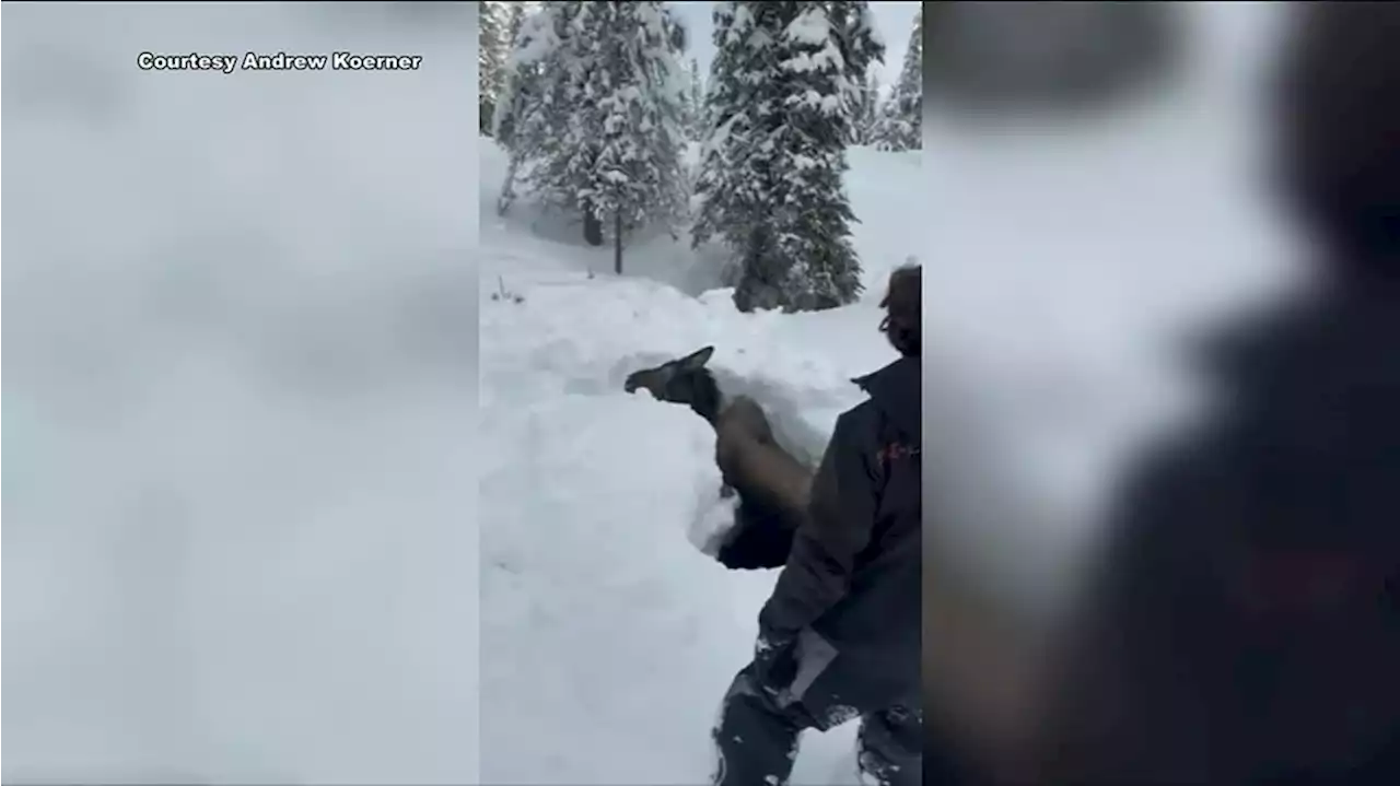 Friends rescue moose trapped beneath the ice of a frozen creek