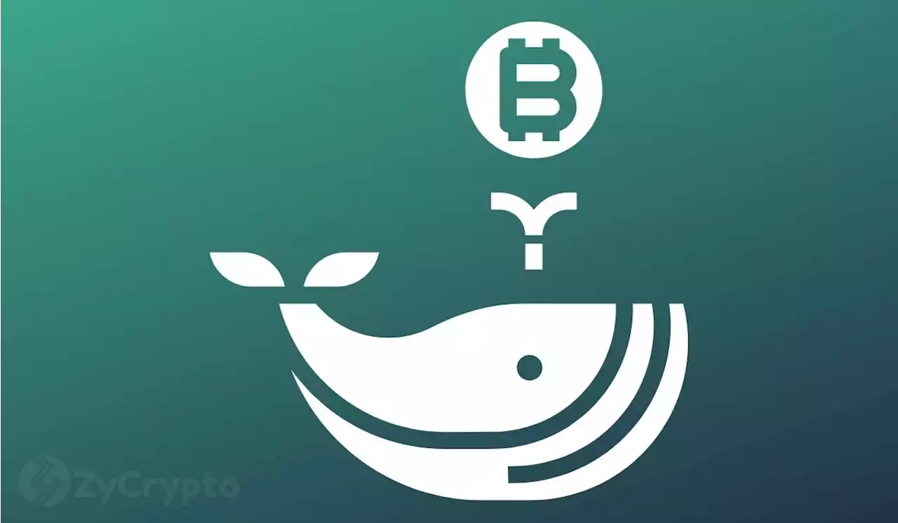 ‘Buying The Dip’ — Bitcoin Whales Transactions Peak At Highest Level In A Month