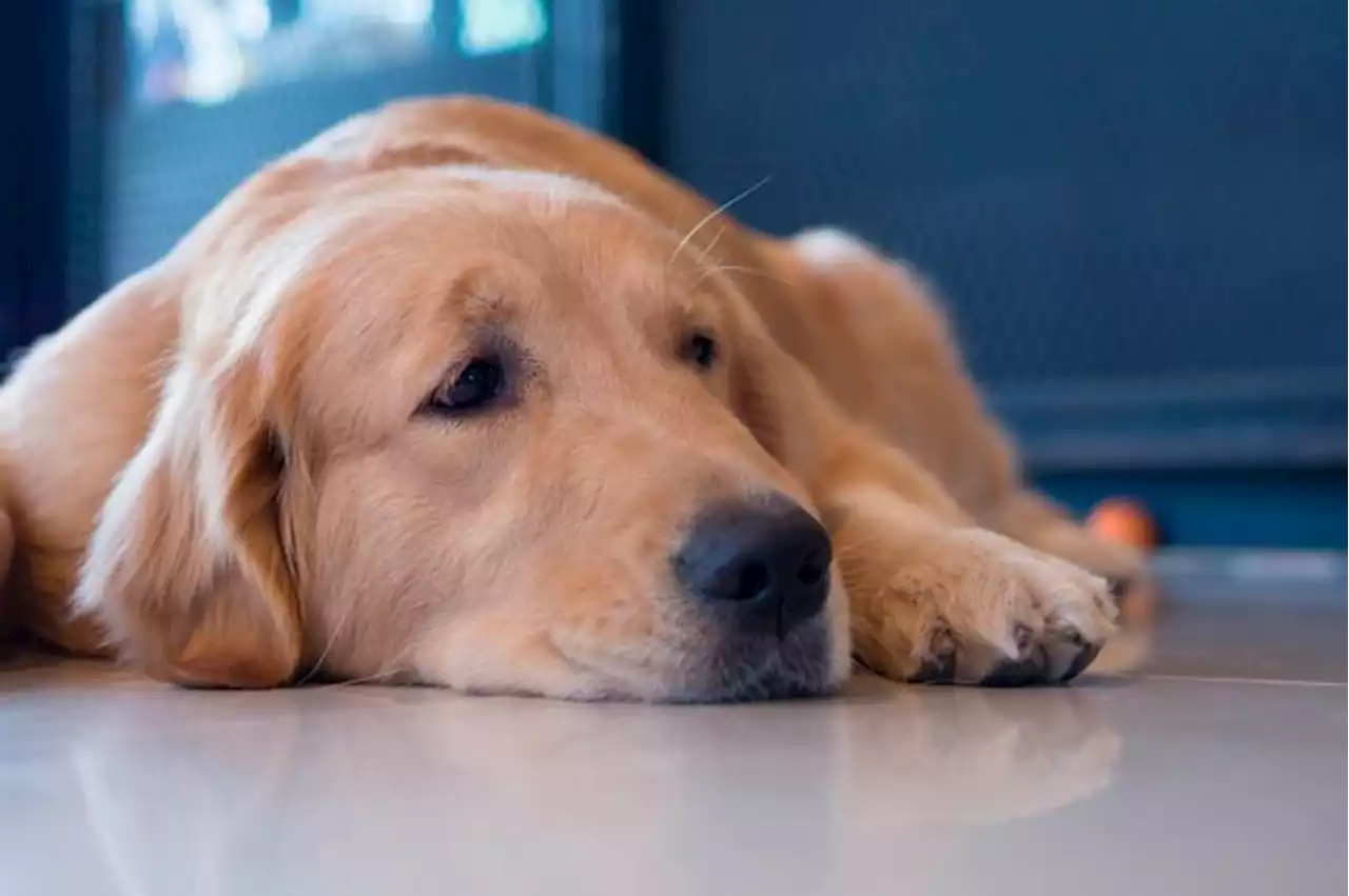 Perros podrían experimentar una forma de duelo cuando muere otro perro en el hogar